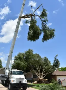 Tree Removal with Crane