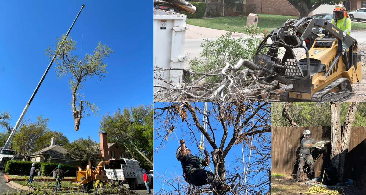 Tree service crane life - land clearing