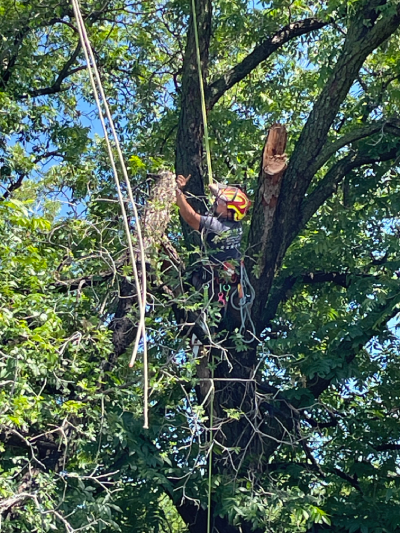 Tree Cutting worker in Safety Harness and hard hat