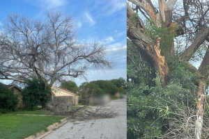 Winter storm damaged tree removal