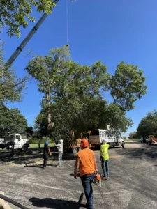 Oak Tree Removal Buffalo Gap Texas