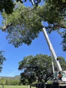 Buffalo Gap Oak Removal with crane in June 2023