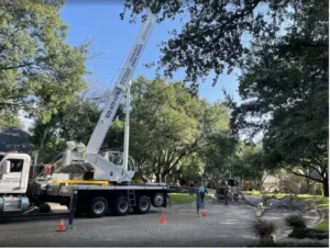 Pecan Tree Crane Removal