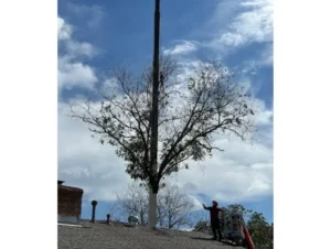 Removing Pecan tree from backyard with crane