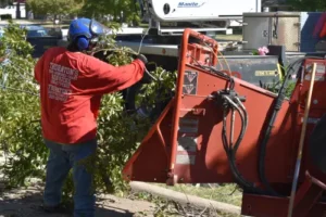 Tree Removal Brownwood Texas