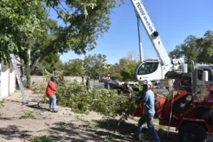 Abilene Tree Service Sayles Blvd