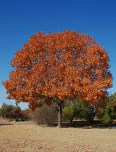 Texas Ash Tree