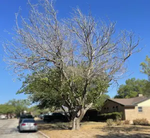 Freeze Damaged Tree Removal