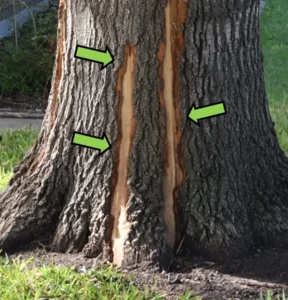 Lightning struck tree side view