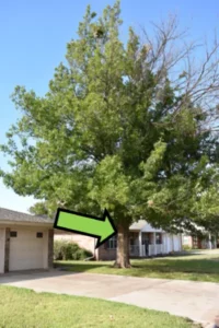 Tree Struck by Lightning