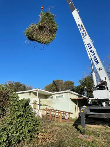 January Tree Removal