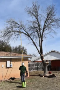 Thorntons Tree Service removing Bradford Pear