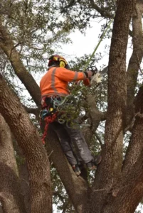 Abilene Live Oak Trimming