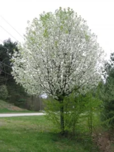 bradford pear tree