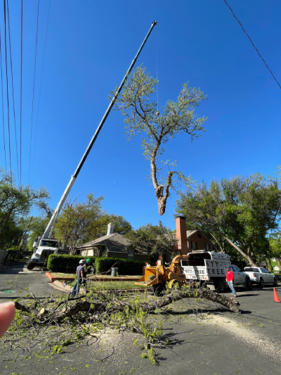 Tree removal with crane from tight spot