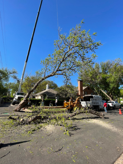 Abilene Tree Removal