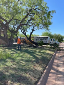 Abilene Tree Trimming