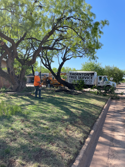 Abilene Tree Trimming