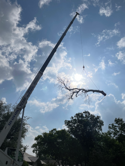 Crane Tree Removal Abilene