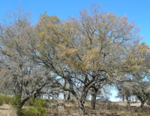 Oak Wilt diseased trees
