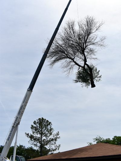 Using our crane to easily remove trees from a backyard