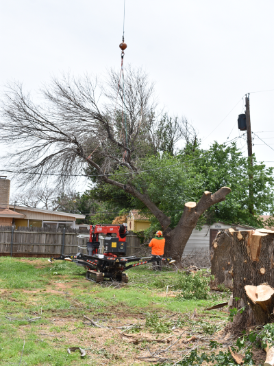 Multiple tree removal project on residential property