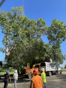 Buffalo Gap TX Oak Removal with crane