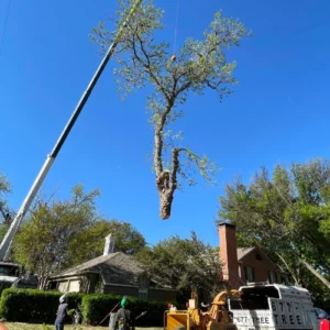 Abilene Tree Removal