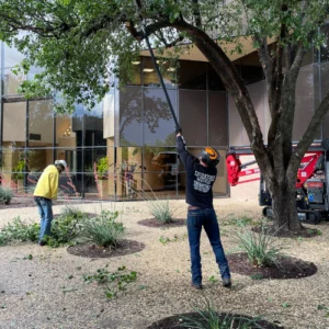 Tree Pruning and Trimming