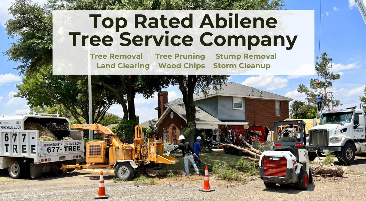 Best Abilene Tree Service Thornton's