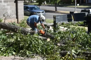 Tree Removal Abilene