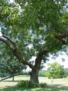 Bexar County Pecan Tree - Bexar County Extension Service