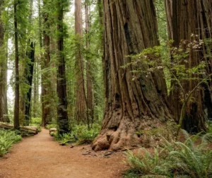 California Redwoods