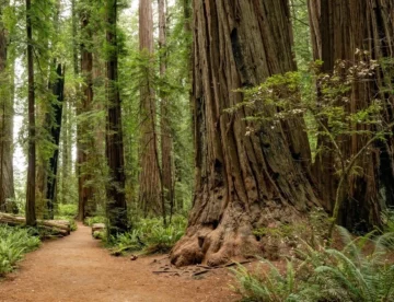 California Redwoods