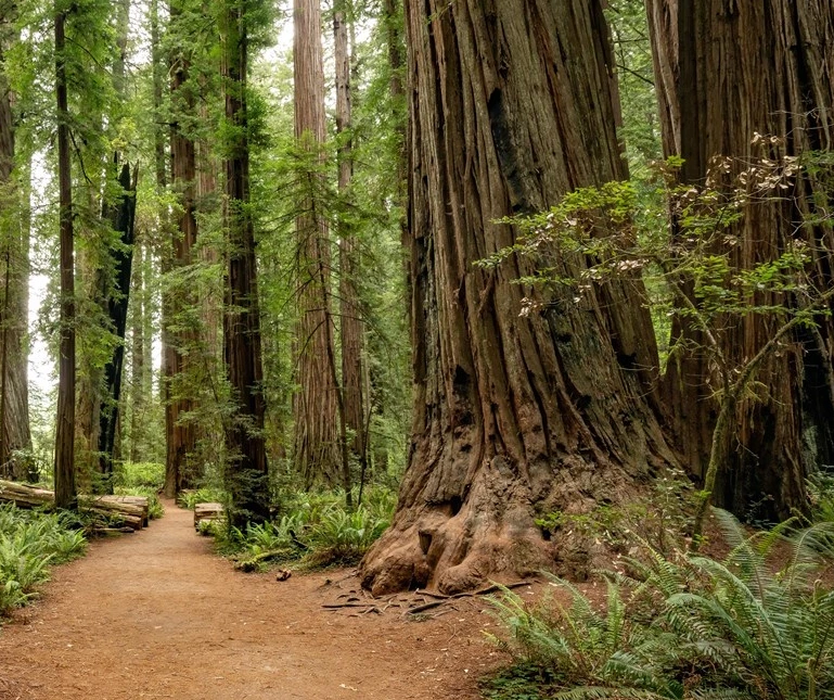 California Redwoods
