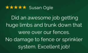 Huge trtee removal review