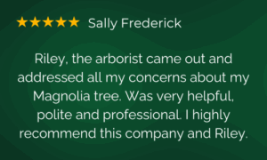 Arborist Magnolia Tree Review