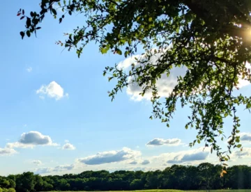 Abilene Summer tree pruning