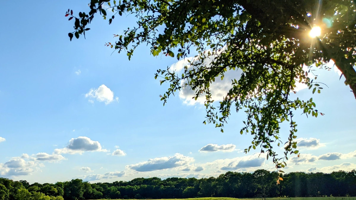 Abilene Summer tree pruning