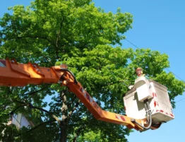 Can you trim a tree in the summer?