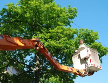 Can you trim a tree in the summer?