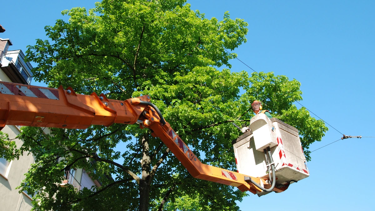 Can you trim a tree in the summer?