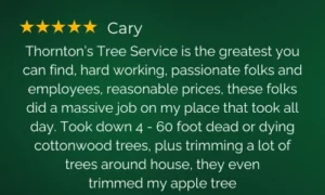 Cary 5 Star review