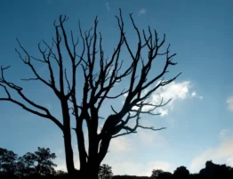 Dying Tree in Texas