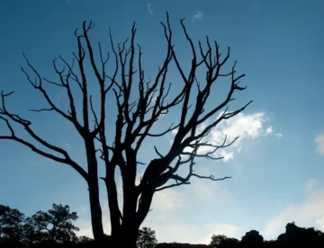 Dying Tree in Texas
