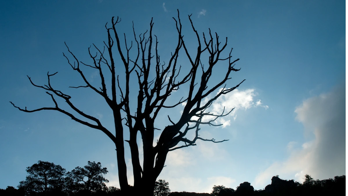 Dying Tree in Texas