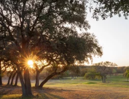 September Texas Tree Care