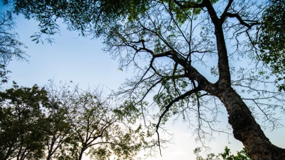 Spring tree trimming