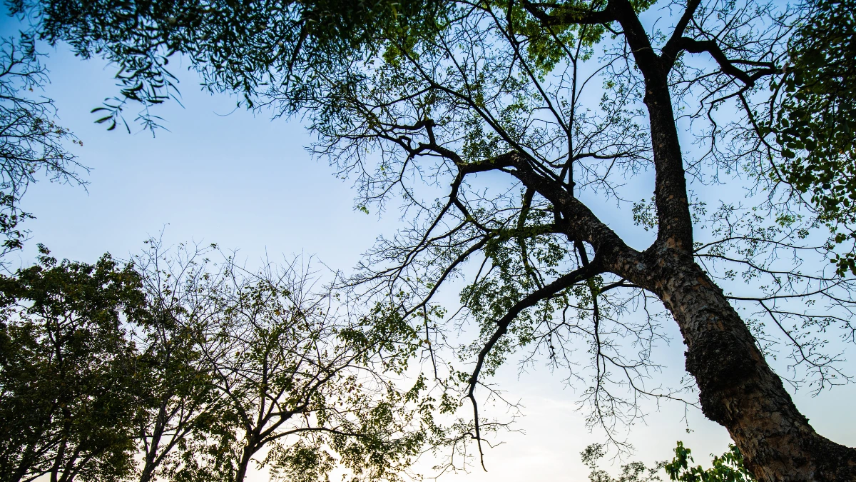 Spring tree trimming